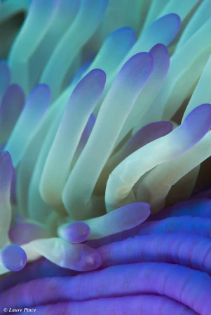 Photos des stagiaires pendant des stages de photo sous-marine av Photos des stagiaires pendant des stages de photo sous-marine av