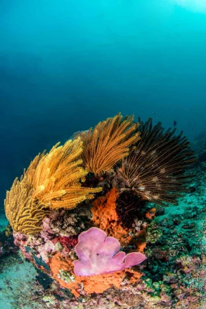 Photos des stagiaires pendant des stages de photo sous-marine av Photos des stagiaires pendant des stages de photo sous-marine av