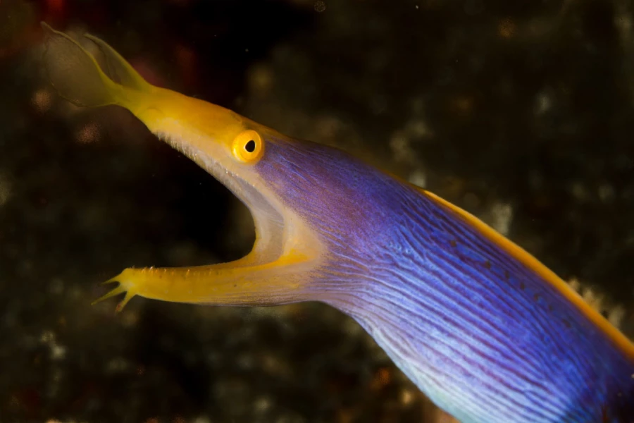 Photos des stagiaires pendant des stages de photo sous-marine av Photos des stagiaires pendant des stages de photo sous-marine av