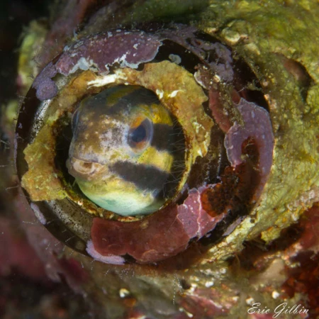 Photos des stagiaires pendant des stages de photo sous-marine av Photos des stagiaires pendant des stages de photo sous-marine av