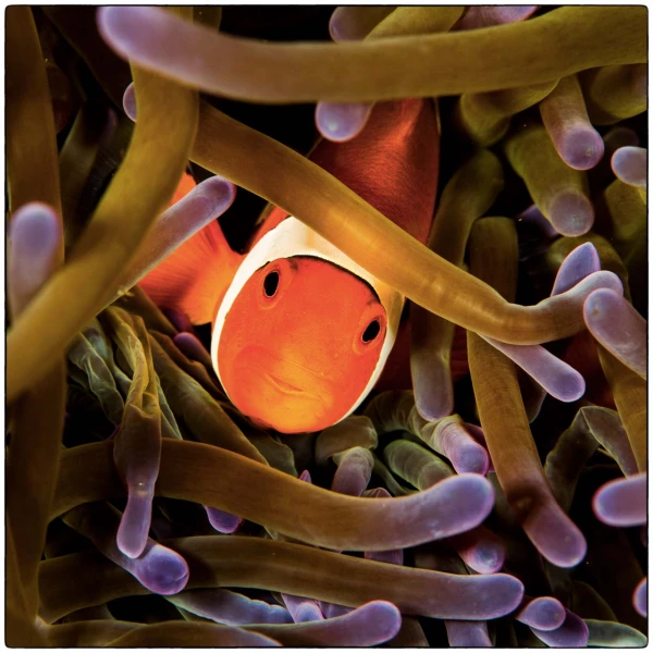 Photos des stagiaires pendant des stages de photo sous-marine av Photos des stagiaires pendant des stages de photo sous-marine av