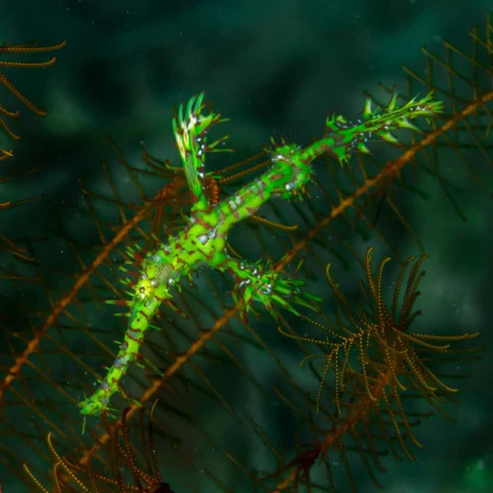 Photos des stagiaires pendant des stages de photo sous-marine av Photos des stagiaires pendant des stages de photo sous-marine av