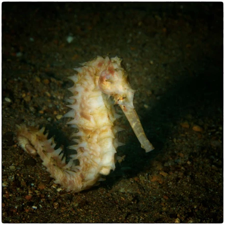 Photos des stagiaires pendant des stages de photo sous-marine av Photos des stagiaires pendant des stages de photo sous-marine av