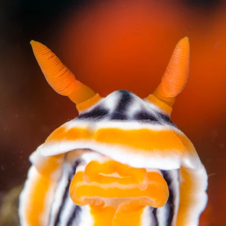 Photos des stagiaires pendant des stages de photo sous-marine av Photos des stagiaires pendant des stages de photo sous-marine av