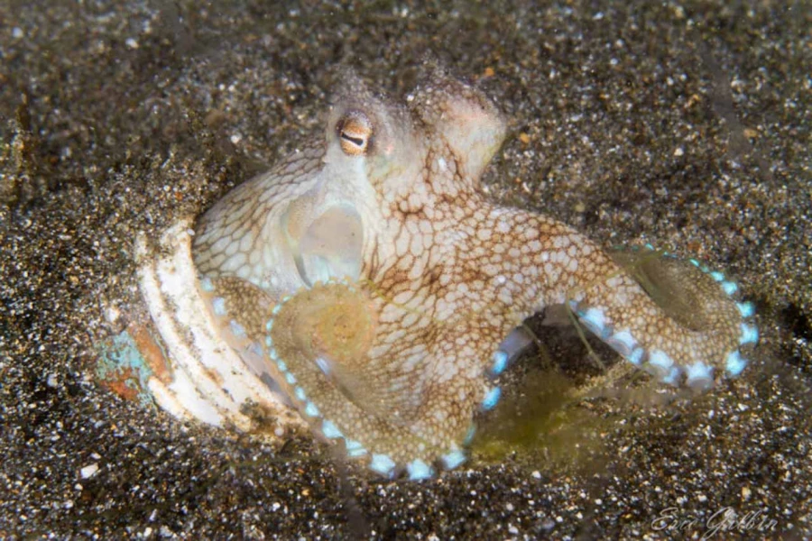 Photos des stagiaires pendant des stages de photo sous-marine av Photos des stagiaires pendant des stages de photo sous-marine av