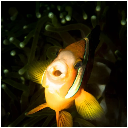 Photos des stagiaires pendant des stages de photo sous-marine av Photos des stagiaires pendant des stages de photo sous-marine av