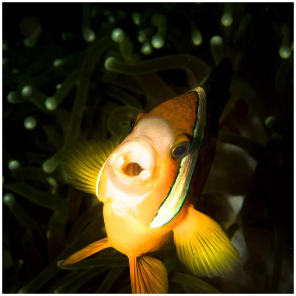 Photos des stagiaires pendant des stages de photo sous-marine av Photos des stagiaires pendant des stages de photo sous-marine av