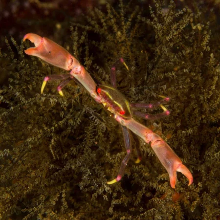 Photos des stagiaires pendant des stages de photo sous-marine av Photos des stagiaires pendant des stages de photo sous-marine av