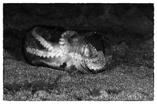 Photos des stagiaires pendant des stages de photo sous-marine av Photos des stagiaires pendant des stages de photo sous-marine av