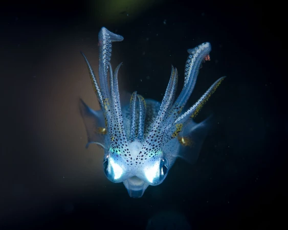 Photos des stagiaires pendant des stages de photo sous-marine av Photos des stagiaires pendant des stages de photo sous-marine av