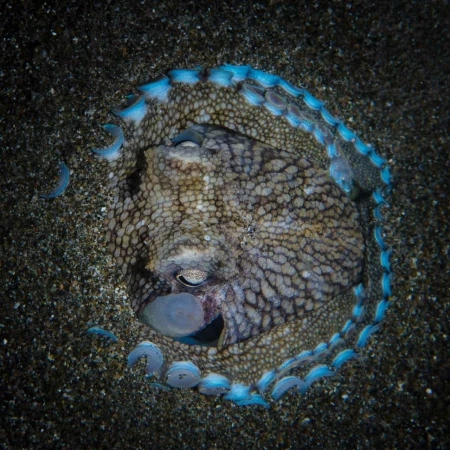 Photos des stagiaires pendant des stages de photo sous-marine av Photos des stagiaires pendant des stages de photo sous-marine av
