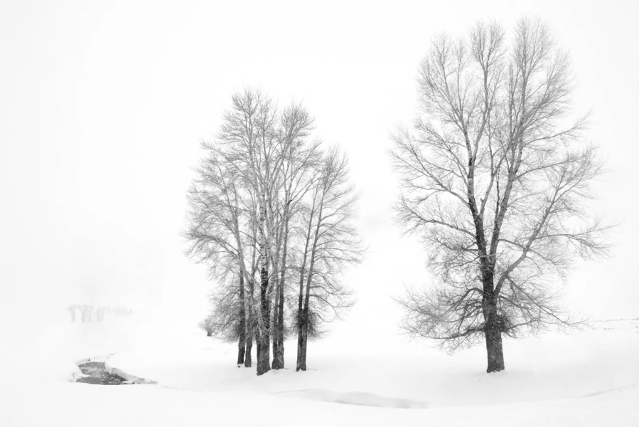 Photograph of a landscape in Black and White by Amar Guillen, ph Photograph of a landscape in Black and White by Amar Guillen, ph