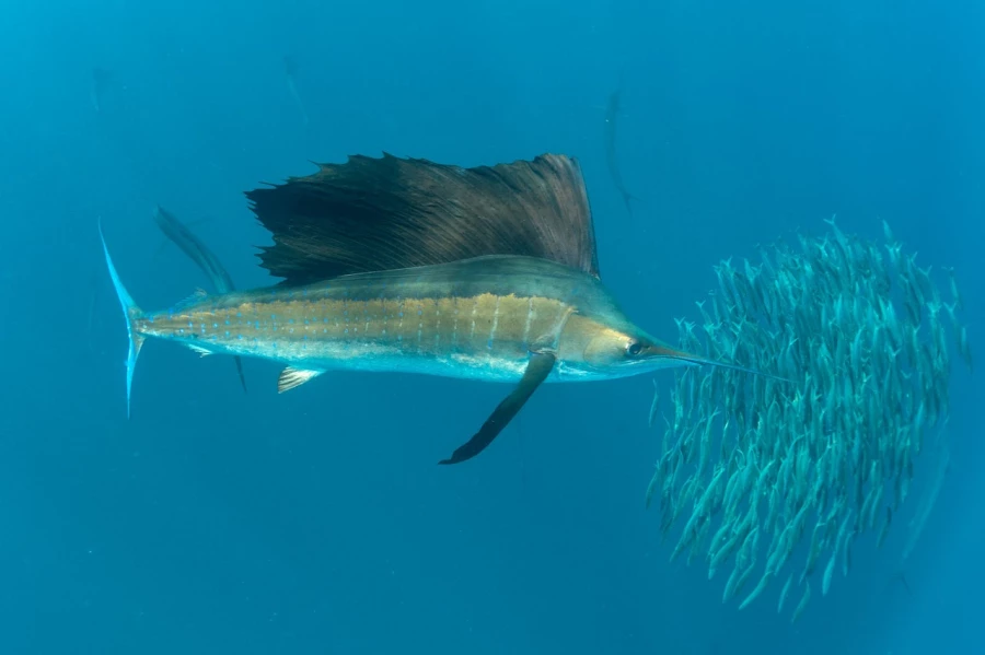 Amar Guillen underwater professional photographer Amar Guillen underwater professional photographer
