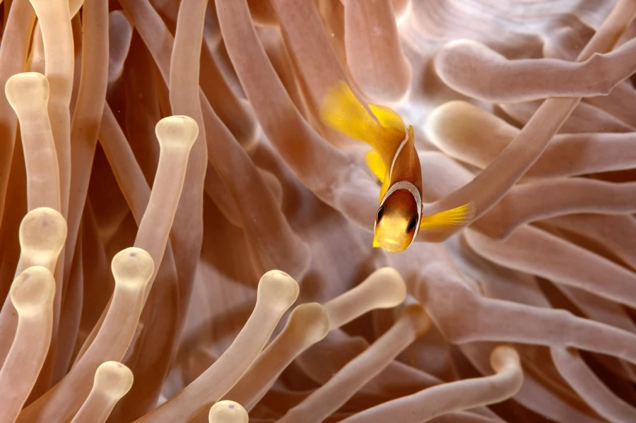 Amar Guillen underwater professional photographer Amar Guillen underwater professional photographer