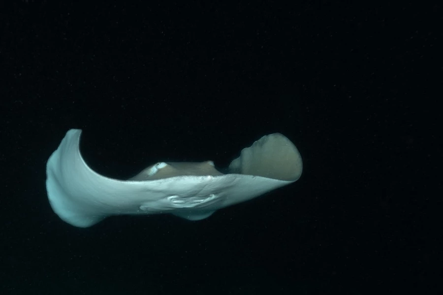 Amar Guillen underwater professional photographer Amar Guillen underwater professional photographer