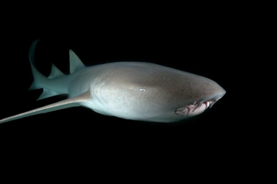 Amar Guillen underwater professional photographer Amar Guillen underwater professional photographer