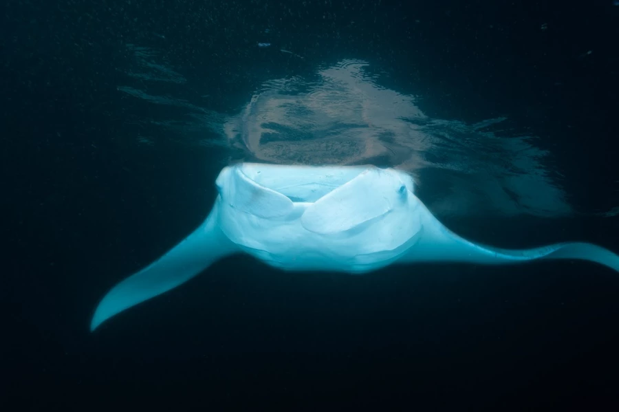 Amar Guillen underwater professional photographer Amar Guillen underwater professional photographer