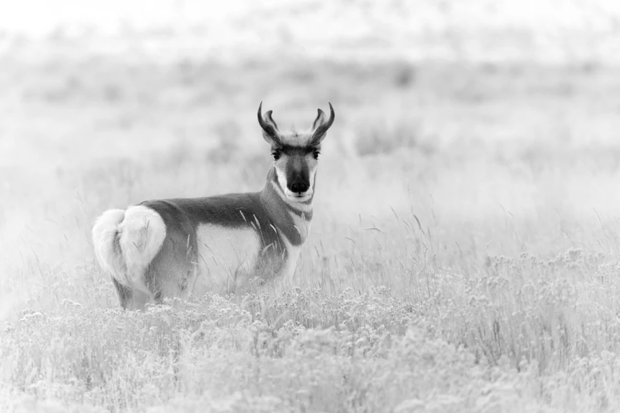 Pronghorn, wildlife photograph in high key and black and white. Pronghorn, wildlife photograph in high key and black and white.