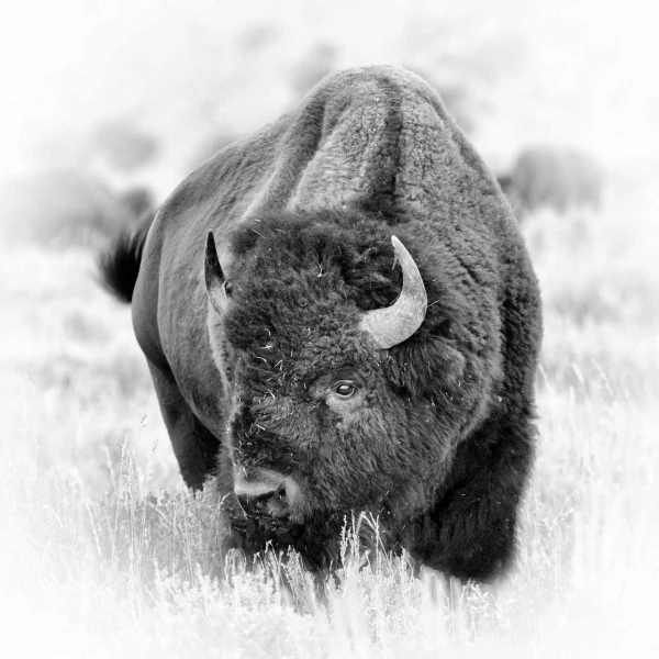 Bison in Yellowstone, wildlife photograph in high key and black Bison in Yellowstone, wildlife photograph in high key and black