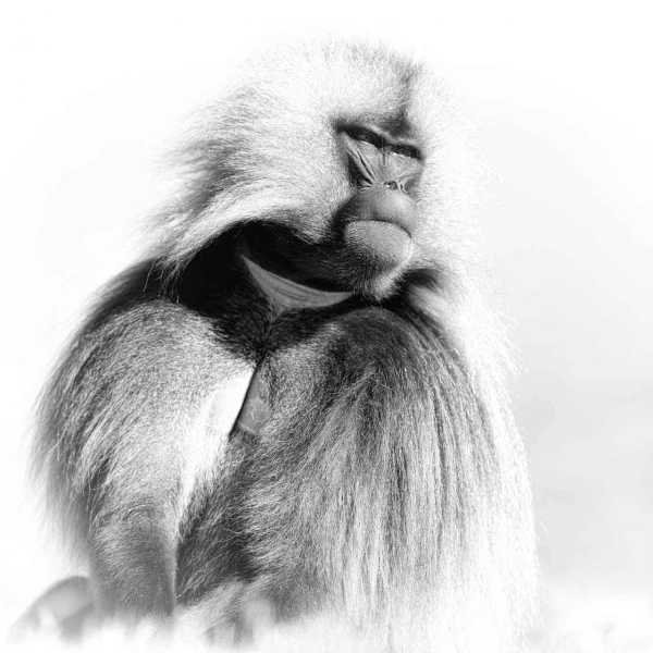 Gelada in Ethiopia, wildlife photograph in high key and black an Gelada in Ethiopia, wildlife photograph in high key and black an