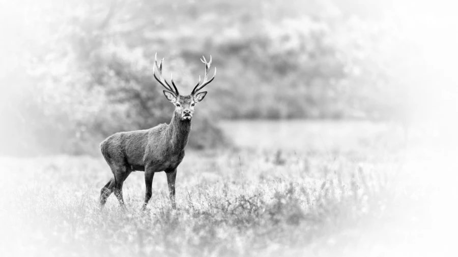 Red deer stage in France, wildlife photograph in high key and bl Red deer stage in France, wildlife photograph in high key and bl