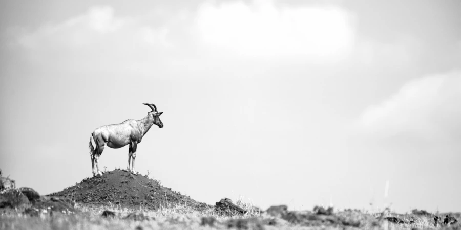 Topi in Kenya, wildlife photograph in high key and black and whi Topi in Kenya, wildlife photograph in high key and black and whi