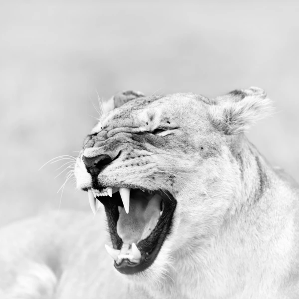 Lioness in Kenya, wildlife photograph in high key and black and Lioness in Kenya, wildlife photograph in high key and black and