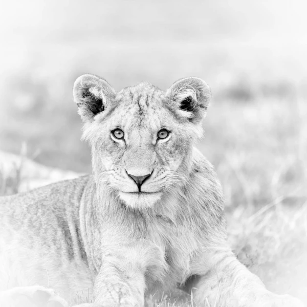 Lion cub in kenya, wildlife photograph in high key and black and Lion cub in kenya, wildlife photograph in high key and black and