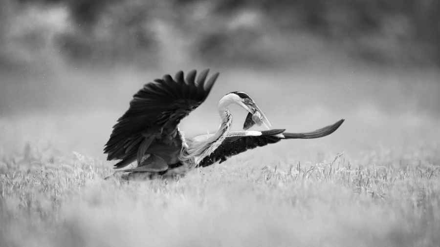 Gray heron, wildlife photograph in high key and black and white. Gray heron, wildlife photograph in high key and black and white.