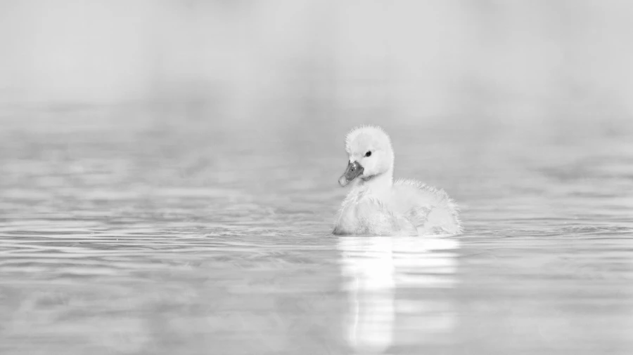 Swan chick, wildlife photograph in high key and black and white. Swan chick, wildlife photograph in high key and black and white.
