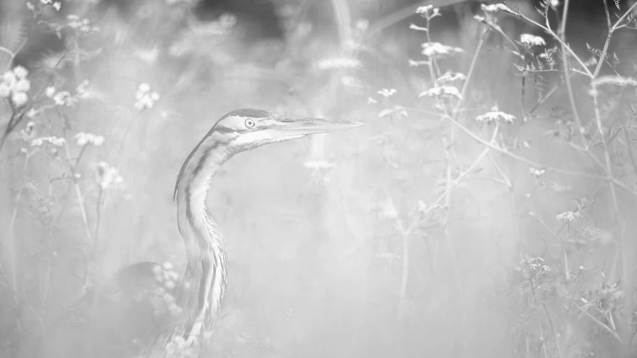 Grey heron, wildlife photograph in high key and black and white. Grey heron, wildlife photograph in high key and black and white.