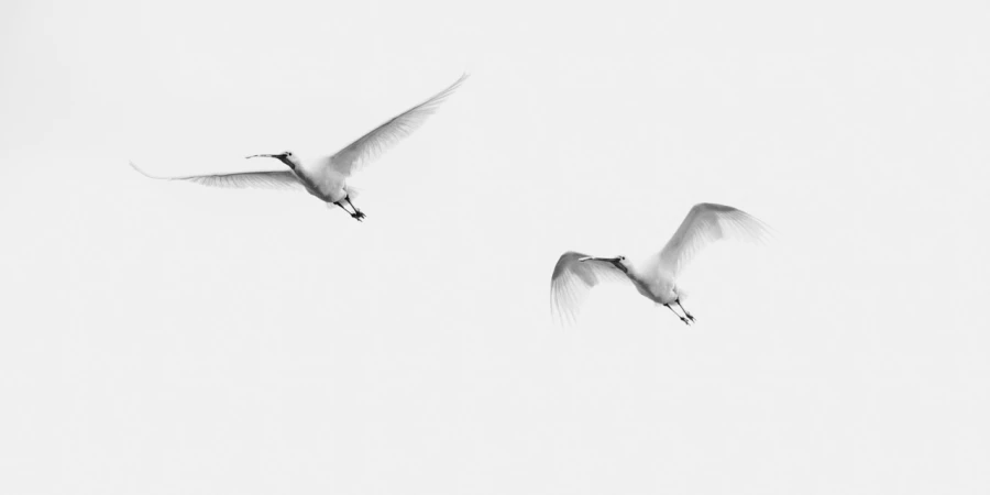 Eurasian spoonbill, wildlife photograph in high key and black an Eurasian spoonbill, wildlife photograph in high key and black an