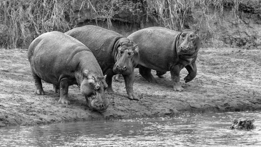 Wildlife photograph in black and white. Amar Guillen, Photograph Wildlife photograph in black and white. Amar Guillen, Photograph