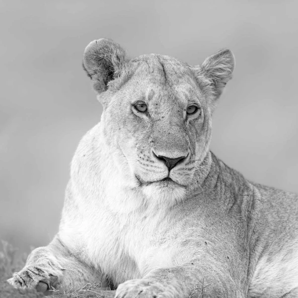 Wildlife photograph in black and white. Amar Guillen, Photograph Wildlife photograph in black and white. Amar Guillen, Photograph