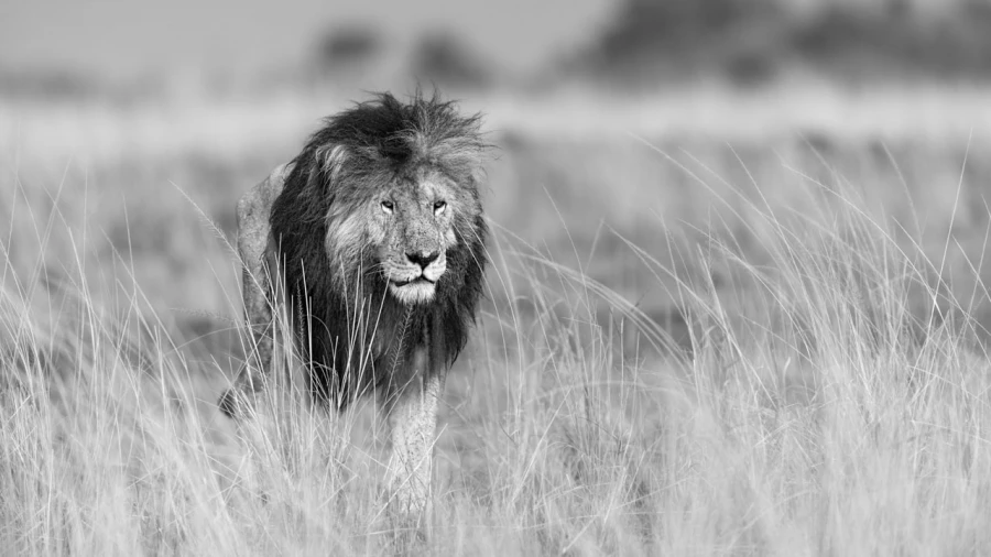 Wildlife photograph in black and white. Amar Guillen, Photograph Wildlife photograph in black and white. Amar Guillen, Photograph