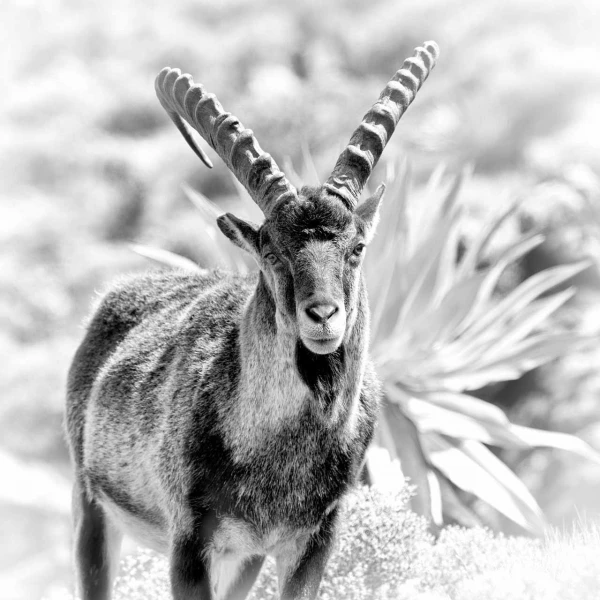 Wildlife photograph in black and white. Amar Guillen, Photograph Wildlife photograph in black and white. Amar Guillen, Photograph