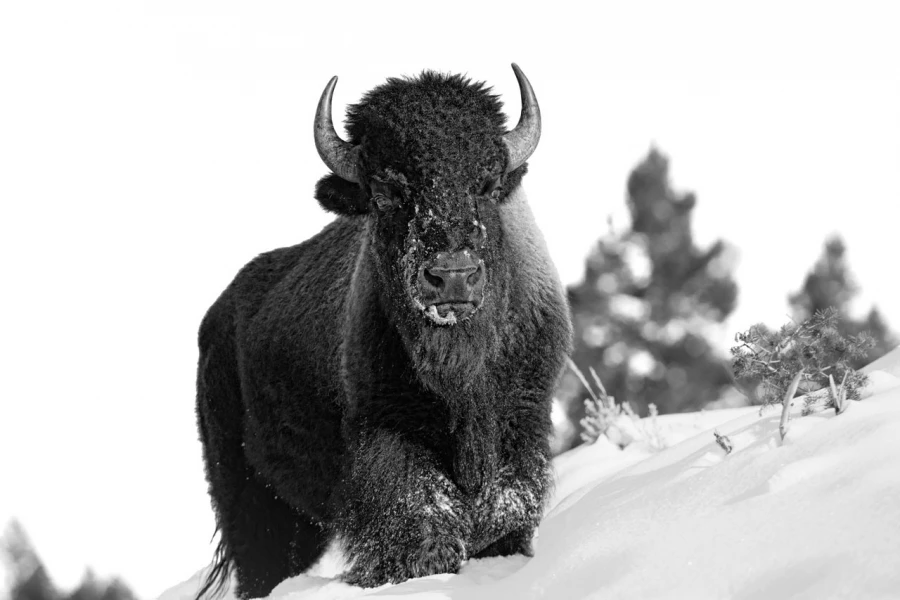 Wildlife photograph in black and white. Amar Guillen, Photograph Wildlife photograph in black and white. Amar Guillen, Photograph