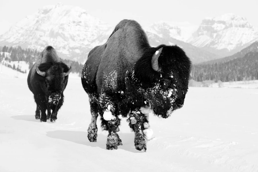 Wildlife photograph in black and white. Amar Guillen, Photograph Wildlife photograph in black and white. Amar Guillen, Photograph