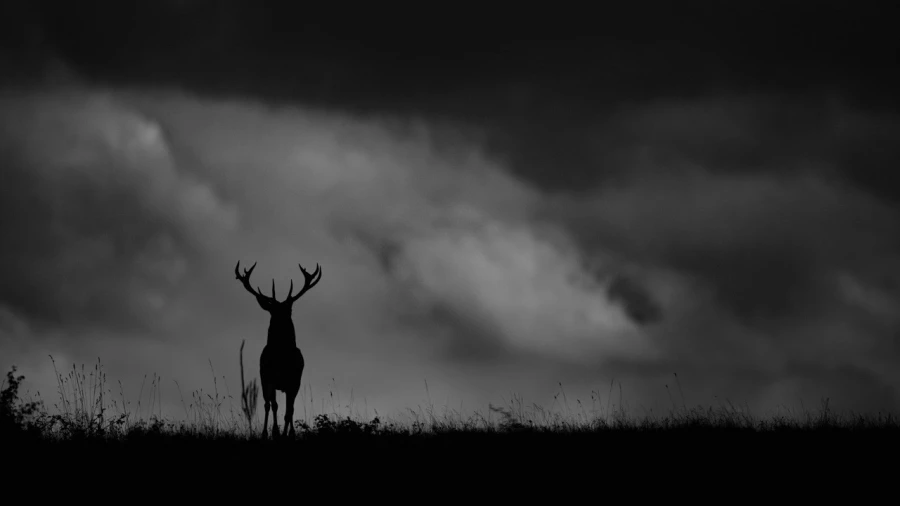 Wildlife photograph in black and white. Amar Guillen, Photograph Wildlife photograph in black and white. Amar Guillen, Photograph
