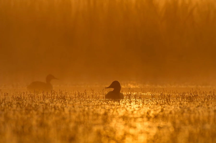 Common pochard on a pond in la Dombes from a floating blind. Common pochard on a pond in la Dombes from a floating blind.