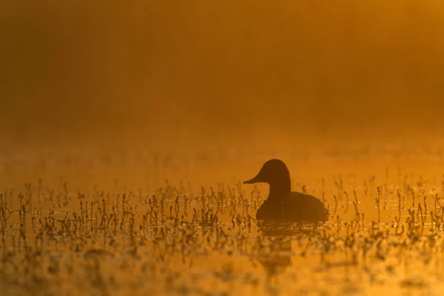 Common pochard on a pond in la Dombes from a floating blind. Common pochard on a pond in la Dombes from a floating blind.