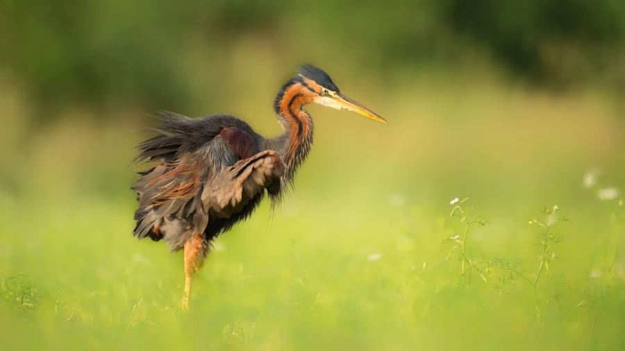 Purple heron on a pond in la Dombes from a floating blind. Purple heron on a pond in la Dombes from a floating blind.