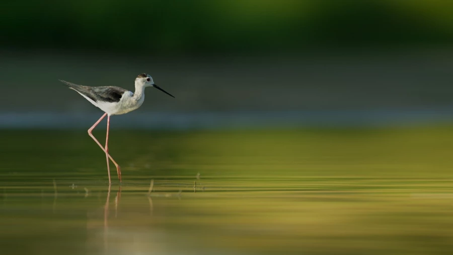 Black winged stilt on a pond in la Dombes from a floating blind. Black winged stilt on a pond in la Dombes from a floating blind.
