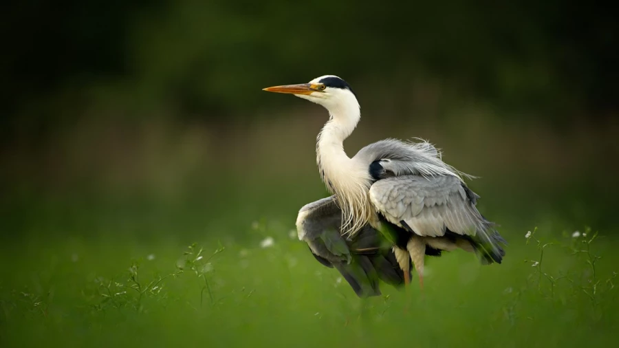 Grey heron on a pond in la Dombes from a floating blind. Grey heron on a pond in la Dombes from a floating blind.