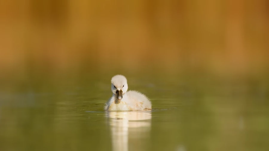 Chick mute swan on a pond in la Dombes from a floating blind. Chick mute swan on a pond in la Dombes from a floating blind.