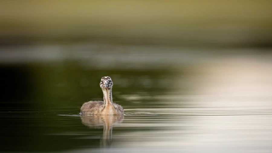 Chick great crested grebe swan on a pond in la Dombes from a flo Chick great crested grebe swan on a pond in la Dombes from a flo