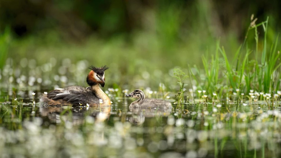 Great crested grebe on a pond in la Dombes from a floating blind Great crested grebe on a pond in la Dombes from a floating blind