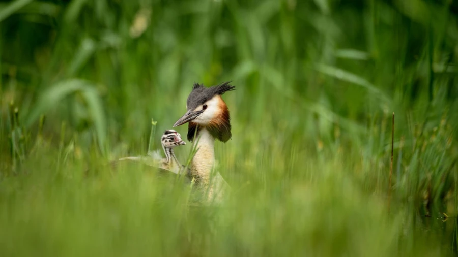 Great crested grebe on a pond in la Dombes from a floating blind Great crested grebe on a pond in la Dombes from a floating blind