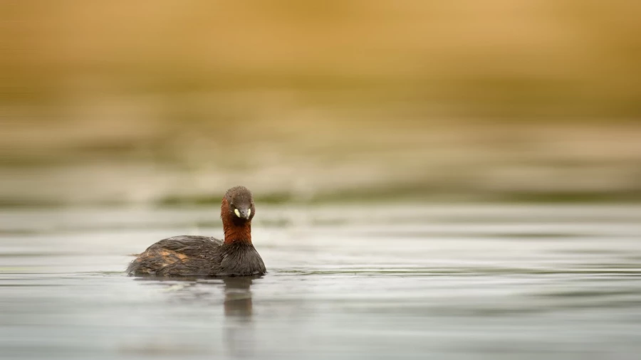 Pied billed grebe on a pond in la Dombes from a floating blind. Pied billed grebe on a pond in la Dombes from a floating blind.