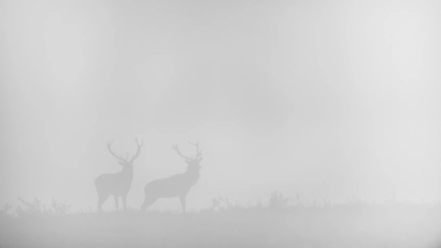 Red Deer Stag in the fog during the rut of the deer. Red Deer Stag in the fog during the rut of the deer.